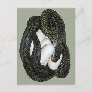 Carte Postale Mère de serpent de rat belle et de soins japonaise