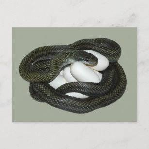 Carte Postale Mère de serpent de rat belle et de soins japonaise