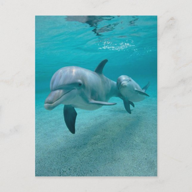 CARTE POSTALE MÈRE ET BÉBÉ CALF DOLPHIN (Devant)