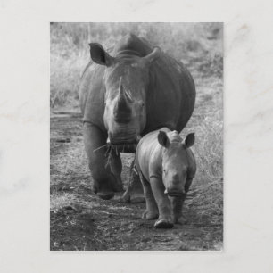 Carte postale mère et bébé Rhino