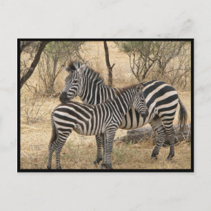 Carte postale Mère et bébé Zebra