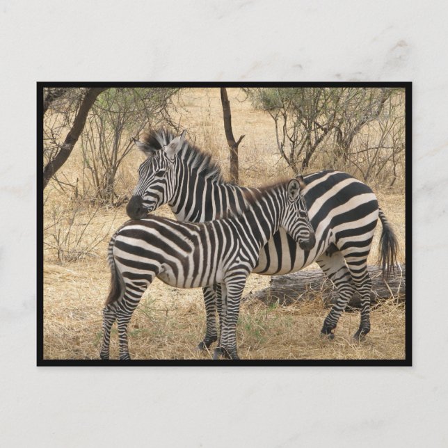 Carte postale Mère et bébé Zebra (Devant)