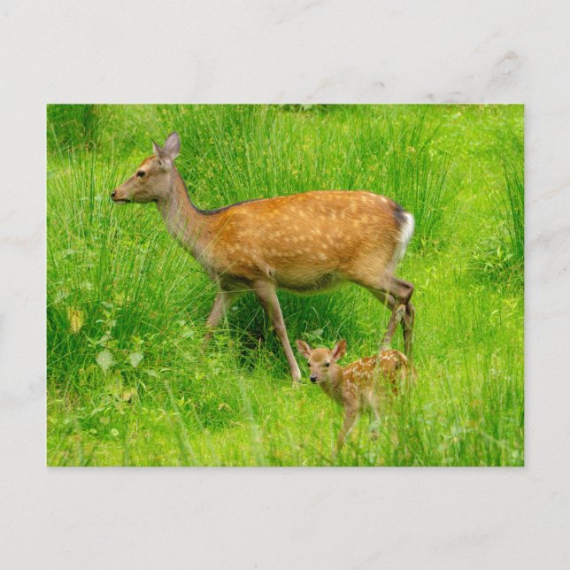 Carte Postale Mère et enfant - cerf en jachère avec jeunes (Devant)