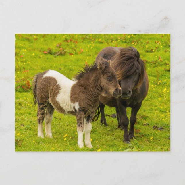 Carte Postale Mère et progéniture de poney Shetland (Devant)