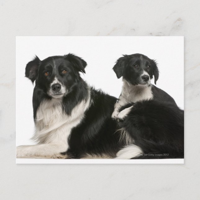 Carte Postale Mère frontière collie et chiot (Devant)