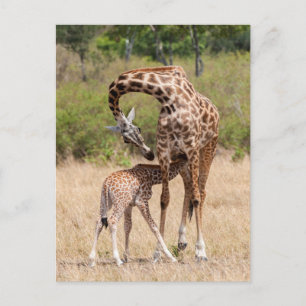 Carte Postale Mère girafe et bébé au Kenya