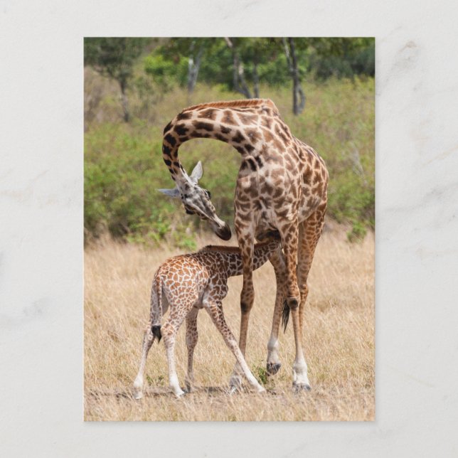 Carte Postale Mère girafe et bébé au Kenya (Devant)