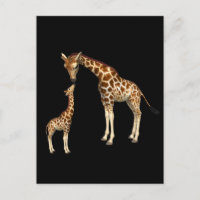 Mère Giraffe et bébé Giraffe