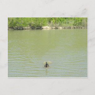 Carte Postale Mère Goose et ses bébés