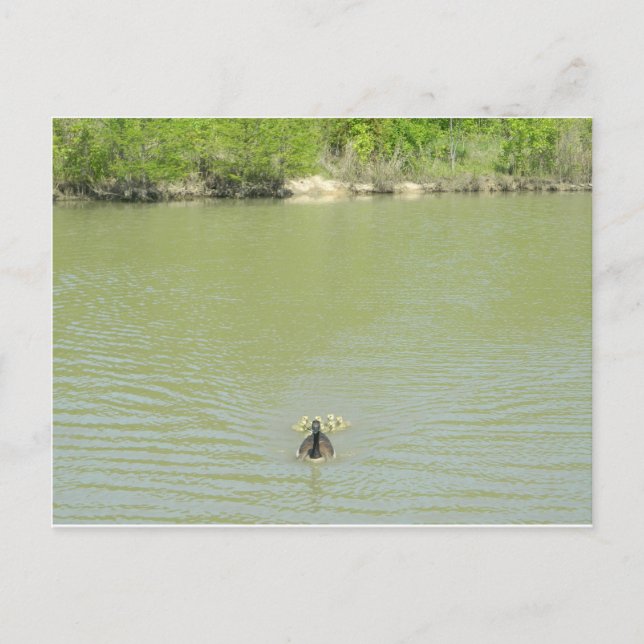 Carte Postale Mère Goose et ses bébés (Devant)