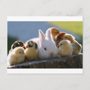 Carte Postale Mère Lapin Adopte Quelques Poussins