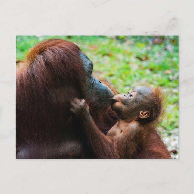 Carte Postale Mère orang-outan avec bébé (Devant)