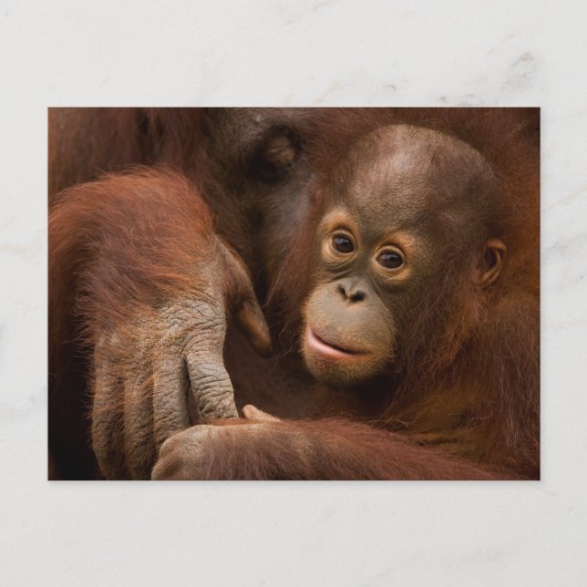 Carte Postale Mère orang-outan et bébé au zoo (Devant)
