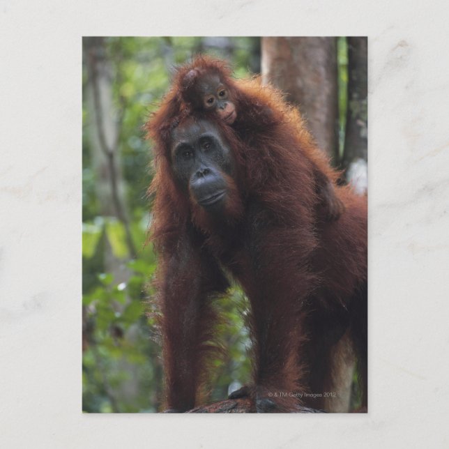 Carte Postale Mère Orangoutan avec bébé 2 (Devant)