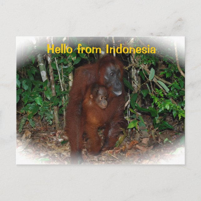 Carte Postale Mère Orangoutan et bébé dans la nature (Devant)