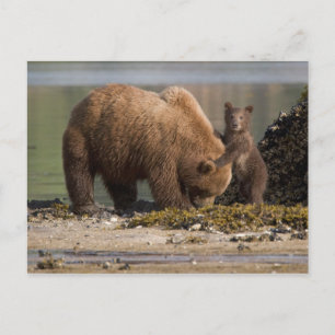 Carte Postale Mère ours grizzly avec ourson sur une plage