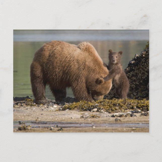 Carte Postale Mère ours grizzly avec ourson sur une plage (Devant)