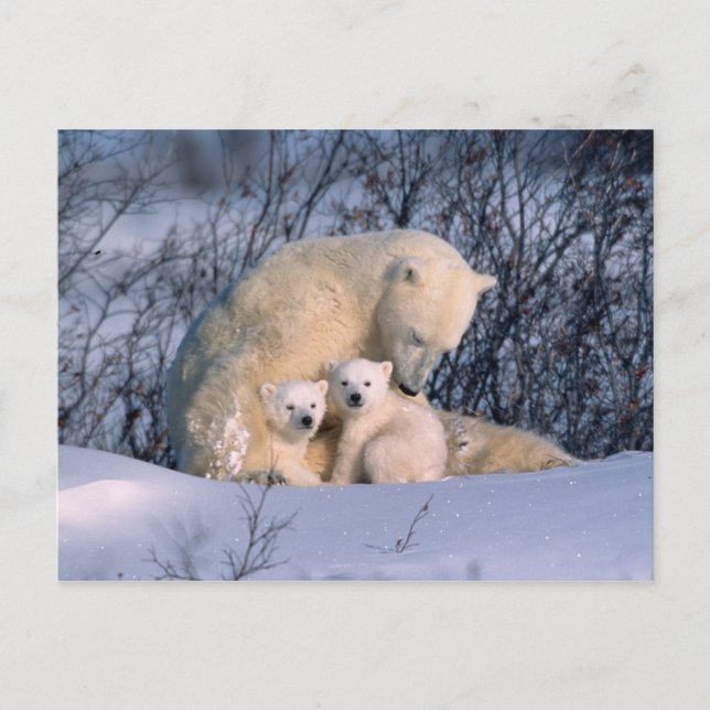 Carte Postale Mère ours polaire assise avec des jumeaux, (Devant)