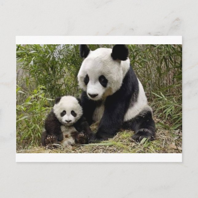 Carte Postale Mère Panda Avec Son Petit (Devant)