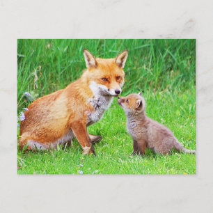 Carte Postale Mère renard et petit