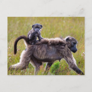 Carte Postale Mère sauvage et babines, Afrique du Sud