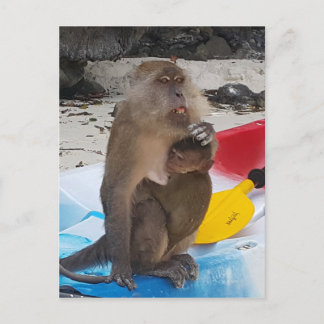 Carte Postale Mère singe et bébé