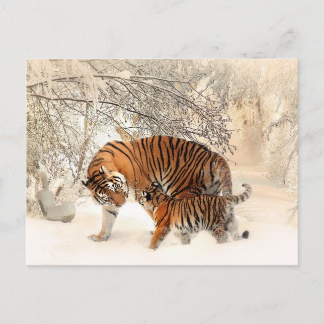 Carte Postale Mère Tigre et Cub dans la forêt de neige (Devant)