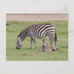 Carte Postale Mère zèbre avec nouveau-né