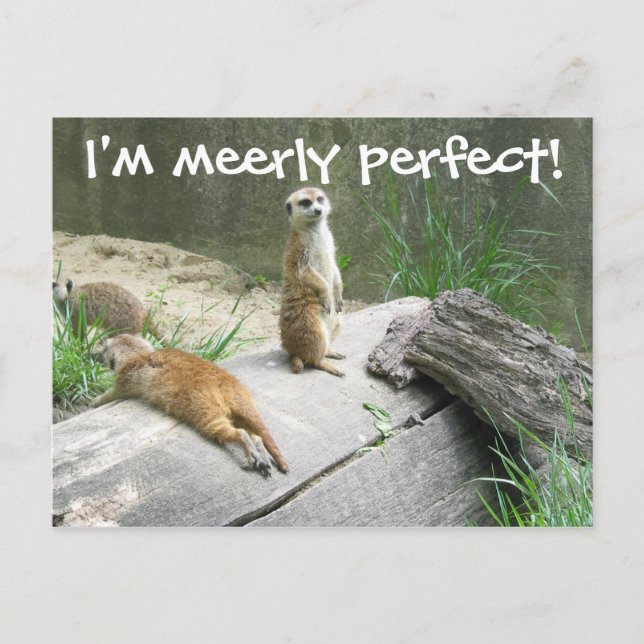 Carte Postale Merely Parfait Meerkat (Devant)