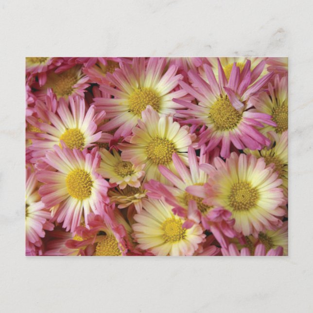 Carte Postale Mères (Devant)