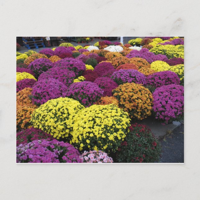 Carte Postale Mères (Devant)