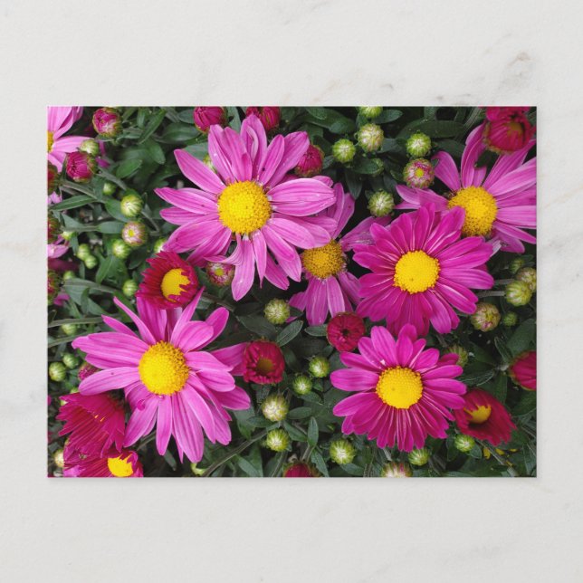 Carte Postale Mères (Devant)