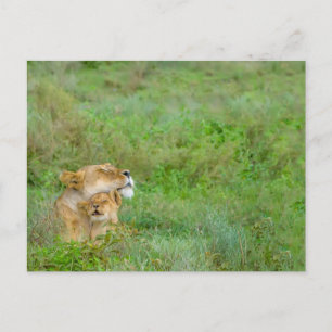 Carte postale Mère's Love Lioness & Baby
