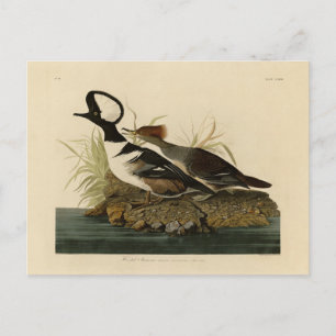 Carte Postale Merganser à capuche - tiré de Audubon's Birds of A