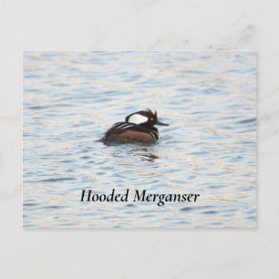 Carte postale Merganser à capuchon
