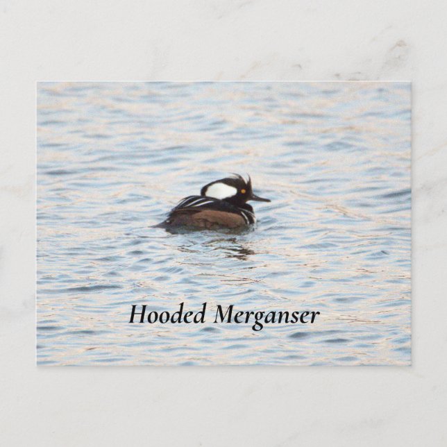 Carte postale Merganser à capuchon (Devant)