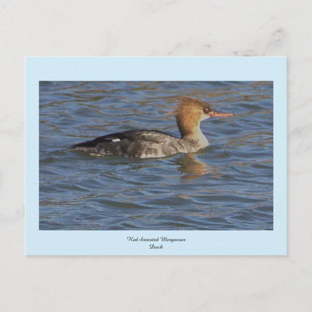 Carte postale Merganser Duck à poitrine rouge (Devant)