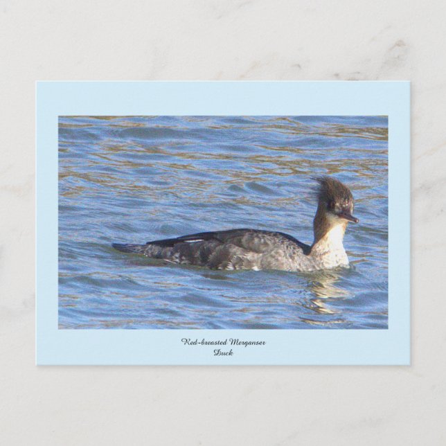 Carte postale Merganser Duck à poitrine rouge (Devant)