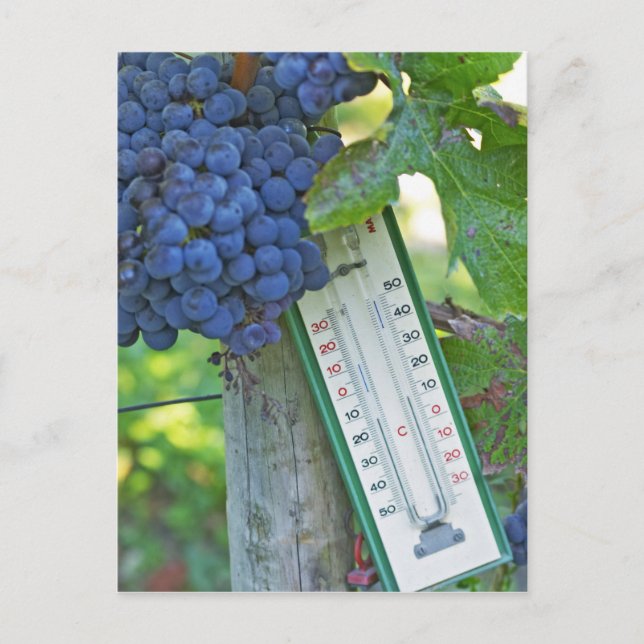 Carte Postale Mérite de raisins au Château la Grave Figeac, a (Devant)