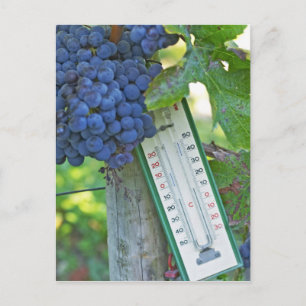 Carte Postale Mérite de raisins au Château la Grave Figeac, a