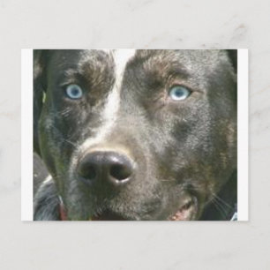 Carte Postale merle bleu catahoula.png