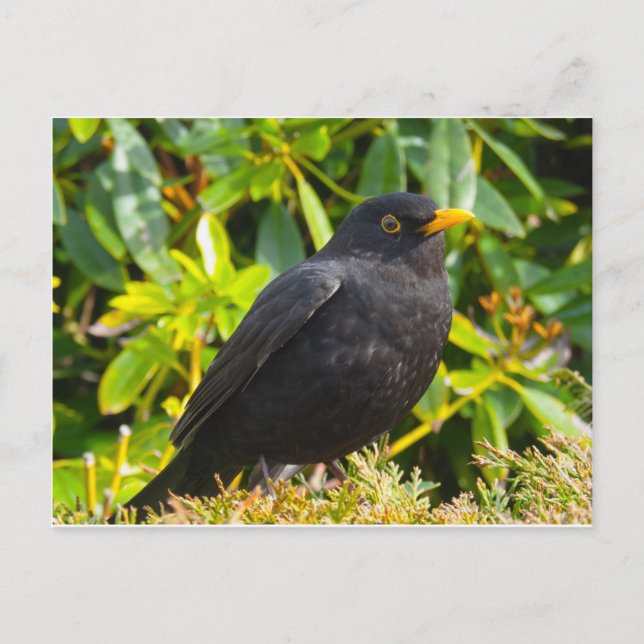 Carte Postale Merle noir (Devant)