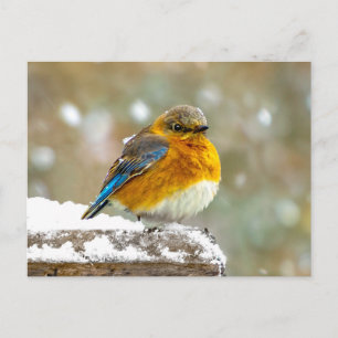 Carte Postale Merlebleu de l'Est dans la Neige - Photographie Or