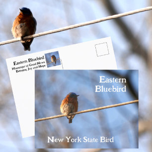 Carte Postale Merlebleu de l'Est Oiseau de l'État de New York Ph