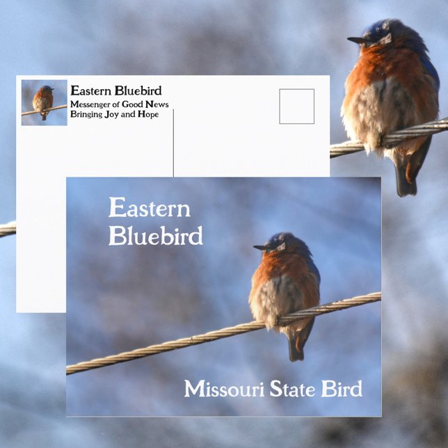 Carte Postale Merlebleu de l'Est Oiseau de l'État du Missouri Ph (Créateur téléchargé)