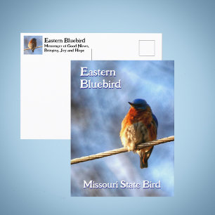 Carte Postale Merlebleu de l'Est Oiseau de l'État du Missouri Ph