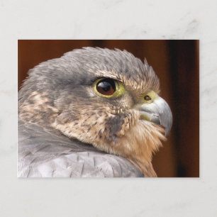 CARTE POSTALE MERLIN FALCON OISEAU DE PREY