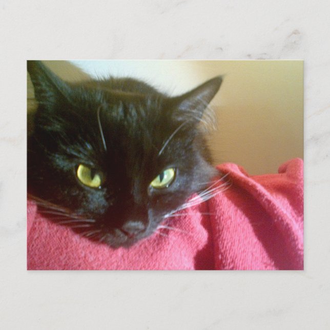 Carte postale Merlin the Cat (Devant)