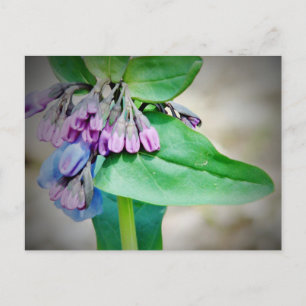 Carte Postale Mertensia de Virginie
