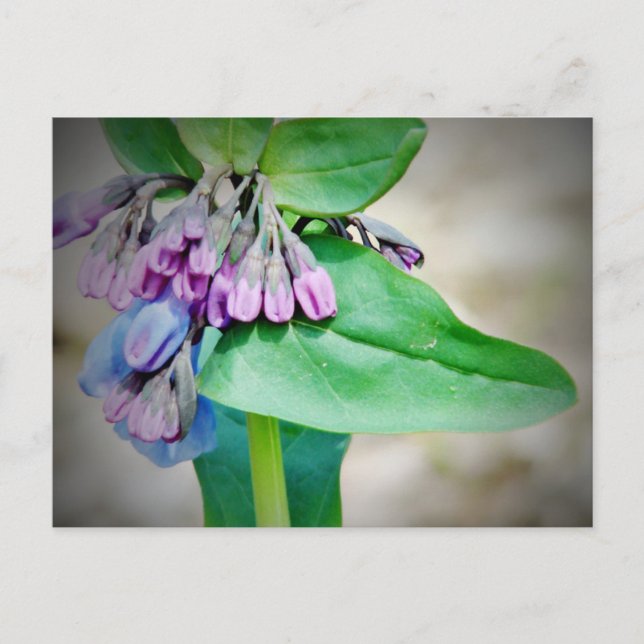 Carte Postale Mertensia de Virginie (Devant)